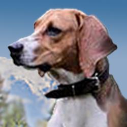 Meet Frasier, exemplar of the noble foxhound breed. Bit like a beagle on stilts.