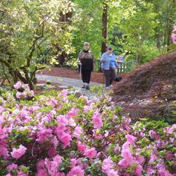 Though April showers came our way this year--and WOULDN'T LEAVE--they did bring these gorgeous rhodies, blooming in May.