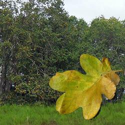 Oak trees, yes--but what kind of oak trees? Find out at our April monthly program.