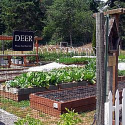 Any Lakewood gardener will appreciate the wry humor of the food bank garden's sign: 